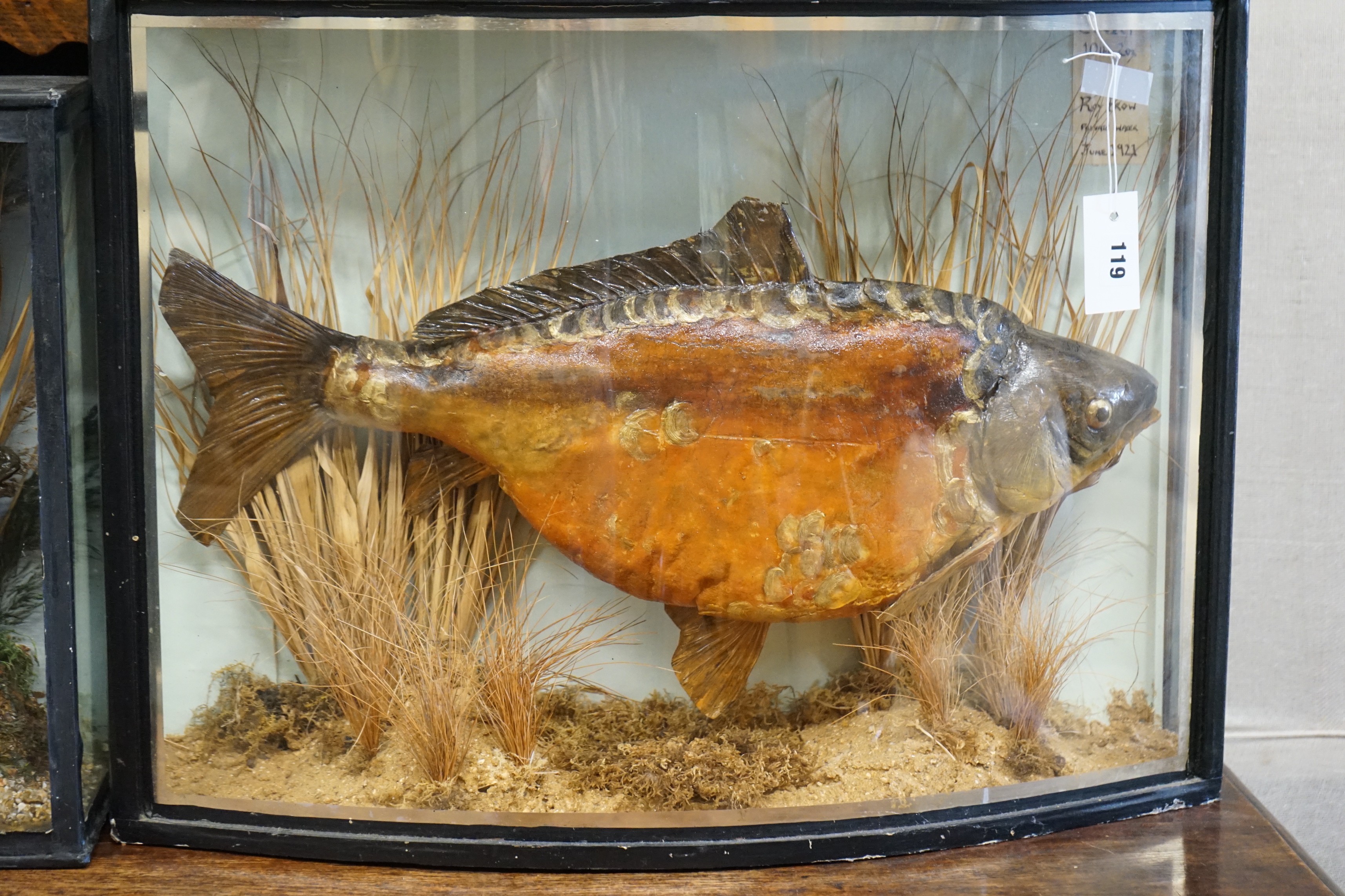 Two cased taxidermy fish, case larger width 68cm, height 51cm